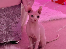 10-month old male Sphinx cat