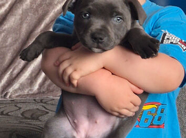 Staffy pups