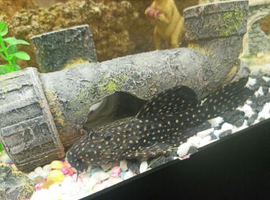 Cactus pleco