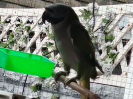 Lord Derby's parakeet Bird