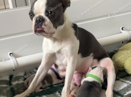 Boston terriers pups