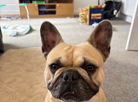 Beautiful frenchie