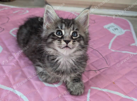 Tica registered mainecoons