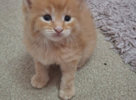Kitten.... maine coon x ragdolls