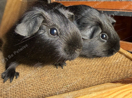 Mother and Daughter Black Pet Self