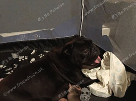 Bullpei dog