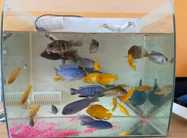 30 2-3&rdquo; mbuna cichlids
