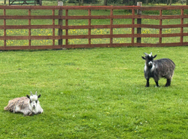 Pair of gorgeous Pygmy Goats
