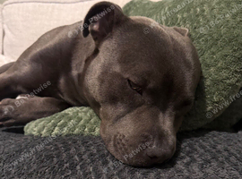 Looking for a forever home