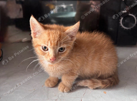 3 male kittens for sale