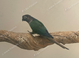 Conure male