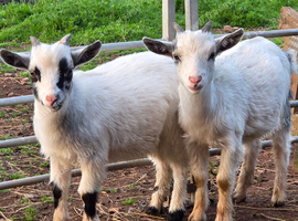 Three Beautiful Pygmy Wethers looking for their Forever Home