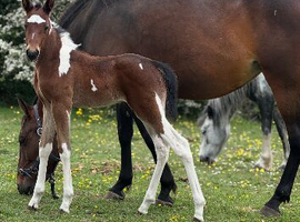 Brood mare woth foal at foot