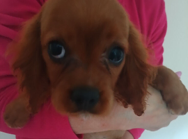King Charles cavalier spaniels. Puppies