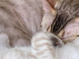 Snow bengals kittens