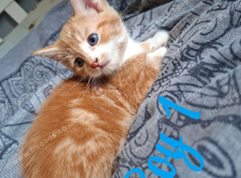 4 kittens ready now.