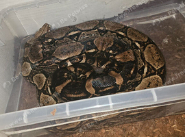 Dwarf BCI Boa
