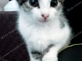 Mixed litter of kittens