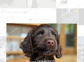 WANTED &ndash; Spaniel Puppy
