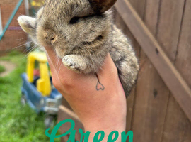 Mini lop babies