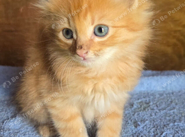 Superb fluffy kittens READY NOW