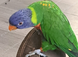 Lovely rainbow lorikeet