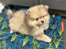 1 Adorable Pomeranian Boys