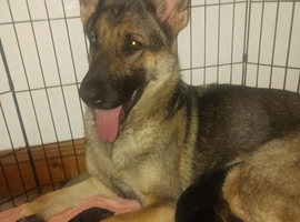 German Shepherd Puppies
