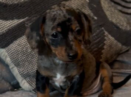 Two gorgeous boy dachounds