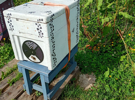 Honey Bees in Nuc.