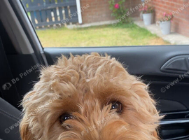 9 month old male cavapoo