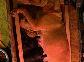 Labrador puppies