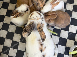 6 baby rabbits and mum and dad for sale