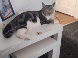 1 year old cat