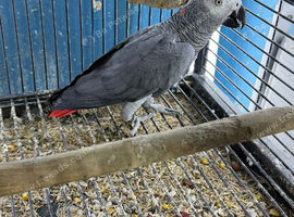Breeding male African grey