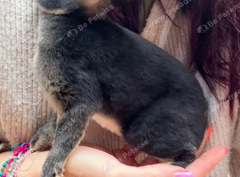 Mini Rex black otter bunnies