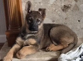 German shepherd puppy