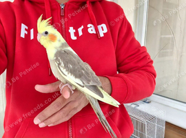 Super silly hand tamed baby cockatiels