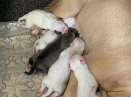 American bulldog X