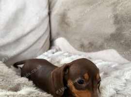 Beautiful chocolate and tan miniature dachshund