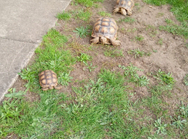 Tortoise