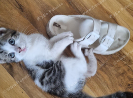 Lovely boy kitten