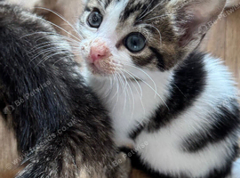 READY NOW TABBY AND WHITE MALE KITTEN