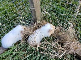 Guinea pigs for sale