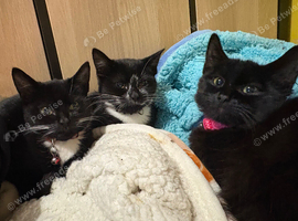 Kittens for sale