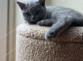 Beautiful British Shorthair kittens
