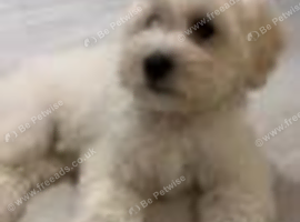 Beautiful baby boy bichon fries