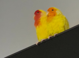 2 pair of lovebirds