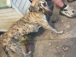 Her names till she&rsquo;s a greyhound bull