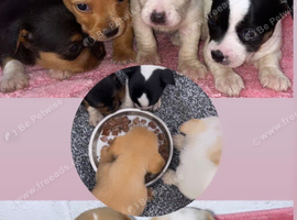 Beautiful puppies ready for forever homes
